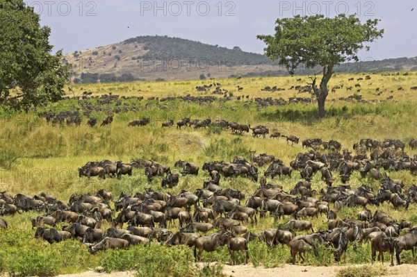Blue Wildebeest (connochaetes taurinus), Herd migrating, Masai Mara Park in Kenya