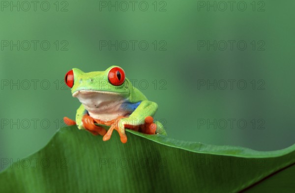 Red-eyed tree frog (Agalychnis callidryas), male