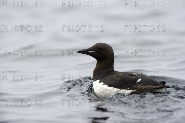 Thick billed murre (Uria lomvia), Baffin Island, Nunavut, Canada, Baffin Island, North America
