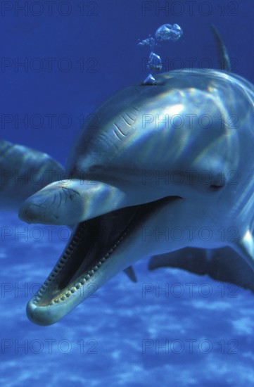 Bottlenose Dolphin (tursiops truncatus), Adult with Open Mouth