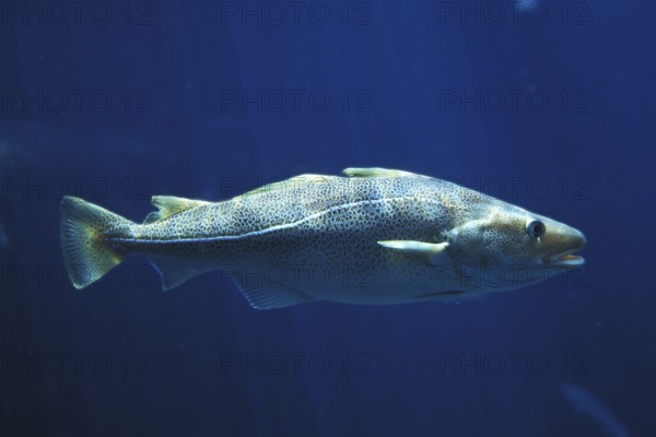 Atlantic cod (gadus morhua), Atlantic cod, Atlantic codfish, Other animals, Fish, Animals, Atlantic