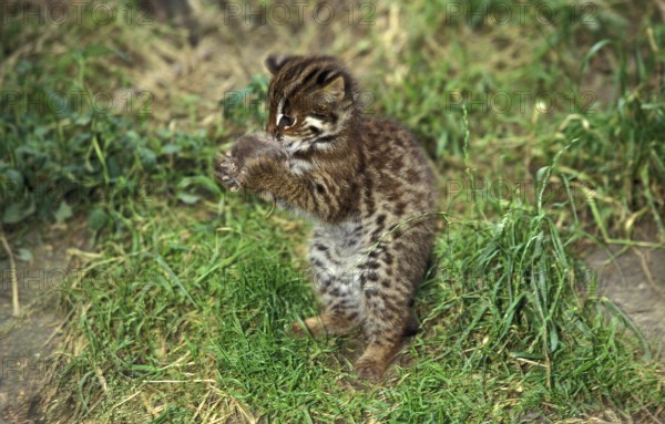 LEOPARD CAT (prionailurus bengalensis), CUB PLAYING WITH MOUSE