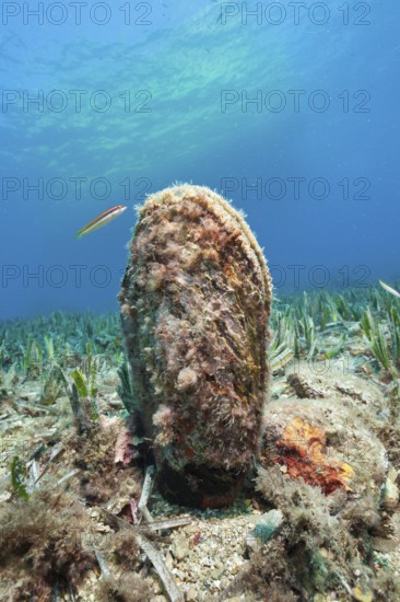 Fan Mussel (Pinna nobilis), Medes Islands, Costa Brava, Spain, Europe