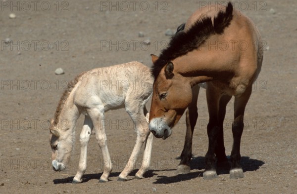Przewalski's horses, mare and foal, Przewalski's Wild Horse, mare with foal (mammals) (mammals)