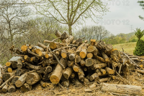 Pile of freshly cut logs laying on ground in front of trees in mountainside wilderness area in
