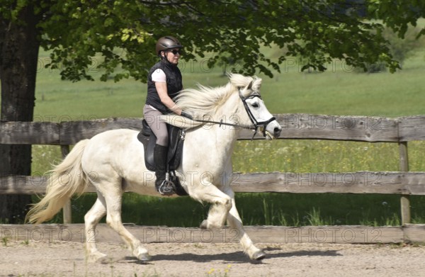Older rider training an Icelandic horse at a gallop on an oval track