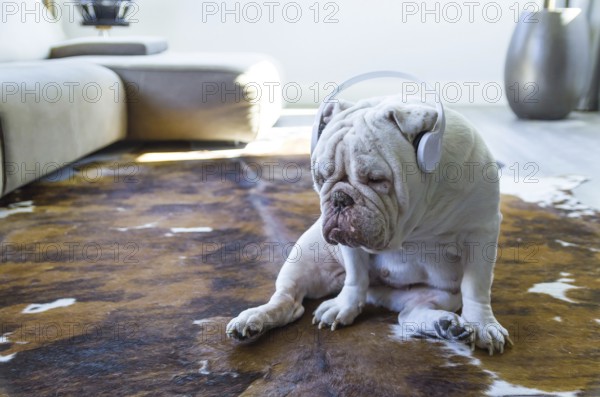 Cute English bulldog listening to music with headphones in living room