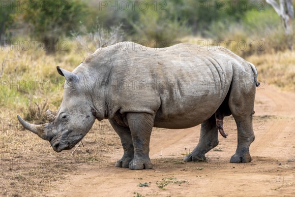 White rhinoceros or square-lipped rhinoceros is the largest extant species of rhinoceros. South