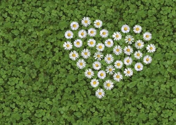 Daisy (Bellis perennis) formed like a heart on a white clover (Trifolium repens) green underground,