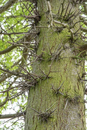 Honey locust (Gleditsia triacanthos), Rotehorn Park, Germany, Europe