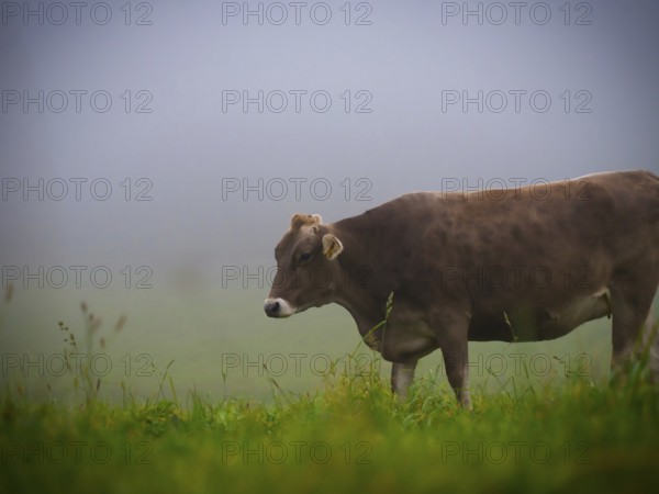 Brown Swiss cattle on the pasture