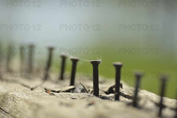 Close up view of weathered piece of wood, which hosts numerous rusted nails of different sizes