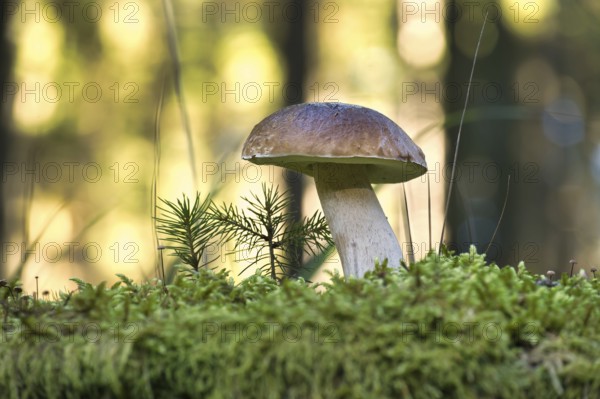 Penny Bun or Boletus edulis, Cep mushroom growing in the woods surrounded by moss, background