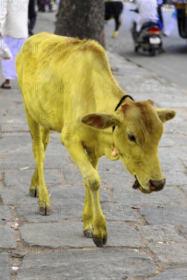 Yellow cow on the road in India, the cow is a sacred animal in India, Mysore. South India, India,