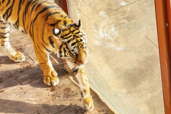 A tiger is walking through a glass door. The tiger is looking out the window, and the glass door is
