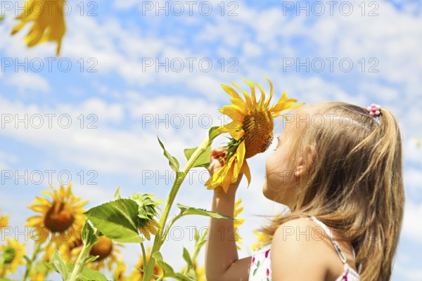 Child playing in sunflower field on sunny summer day. little girl plays with sunflowers