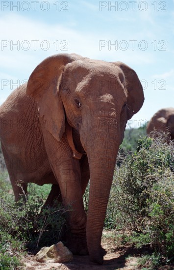 African elephant, Loxodonta africana, South Africa, Addo Elephant National Park, Africa