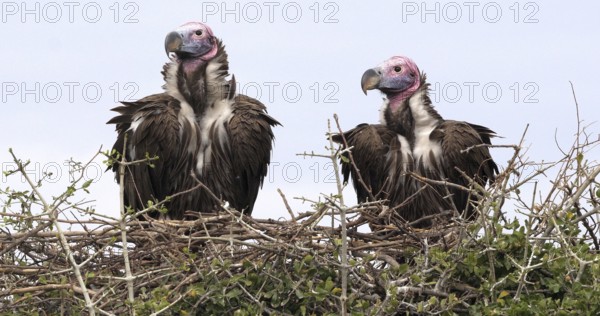 Lappet Faced Vulture (torgos tracheliotus), Pair standing on Nest Masai Mara Park in Kenya