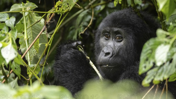 Bwindi Impenetrable Nationalpark