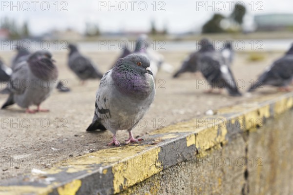 City pigeons in the harbour of Swinoujscie on the Baltic coast