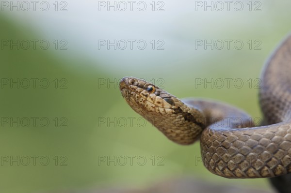 Smooth snake (Coronella austriaca) North Rhine-Westphalia, Germany, Europe