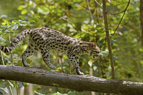 Tiger Cat or Oncilla (leopardus tigrinus), Adult on Branch