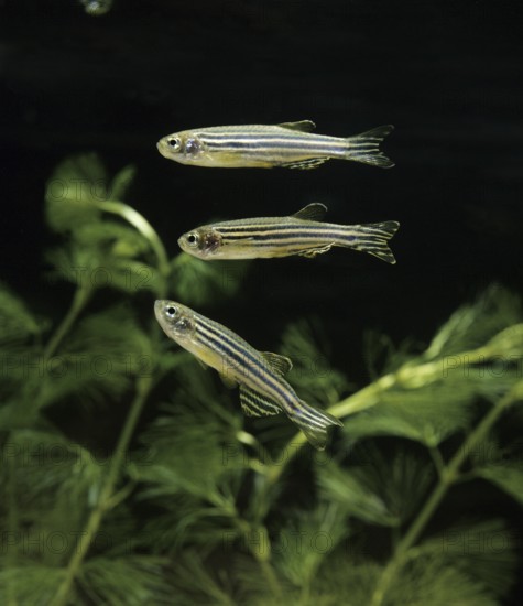 Zebrafish (brachydanio rerio) (Brachydanio rerio), Zebrafish, Animals, Other animals, Fishes,