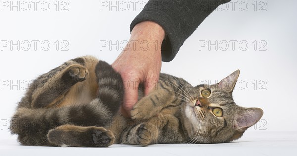 Woman Caressing a Brown Tabby Domestic Cat on White Background