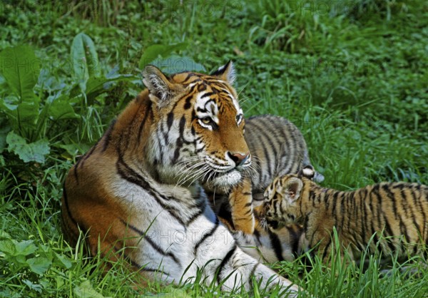 Siberian Tiger (panthera tigris altaica), Female with Cub laying on Grass