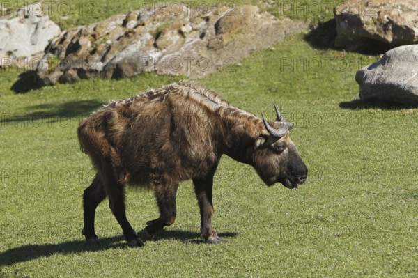 Takin, bovine chamois, takins (budorcas taxicolor), bovine chamois, bovine goats, goat-like,