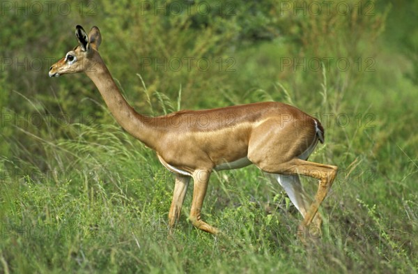 Gerenuk or Waller's Gazelle (litocranius walleri), Female, Samburu Park in Kenya