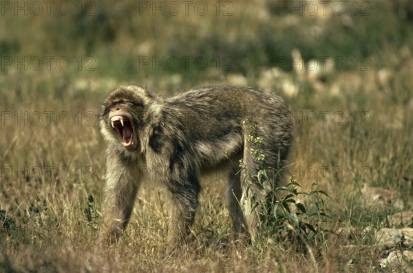 Barbary Macaque (macaca) sylvana, Adult with Open Mouth, Aggressive Behaviour