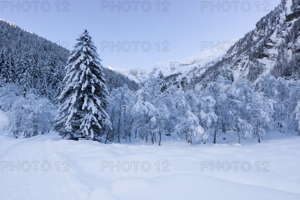 Winter forest in Vals Valley, Vals, Steinach, Wipptal, Tyrol, Austria, Europe
