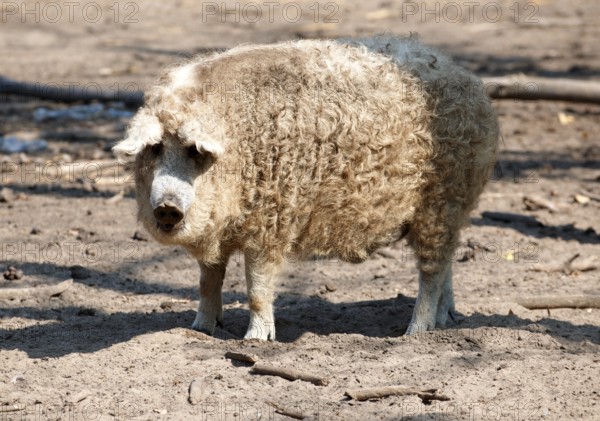 Mangalica pig, a Hungarian rare breed pig that is making a come back because of the health