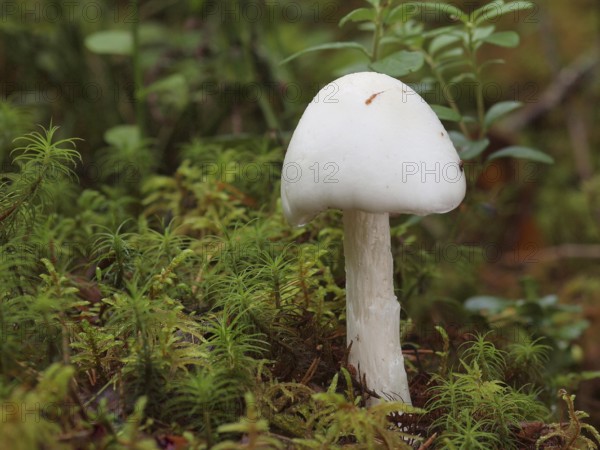 Amanita virosa, commonly known as the destroying angel, is a deadly poisonous basidiomycete fungus,