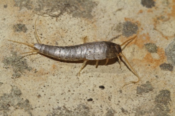 Silverfish