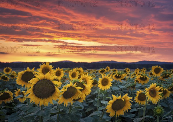 Sunflowers in a field at sunset with dramatic sky