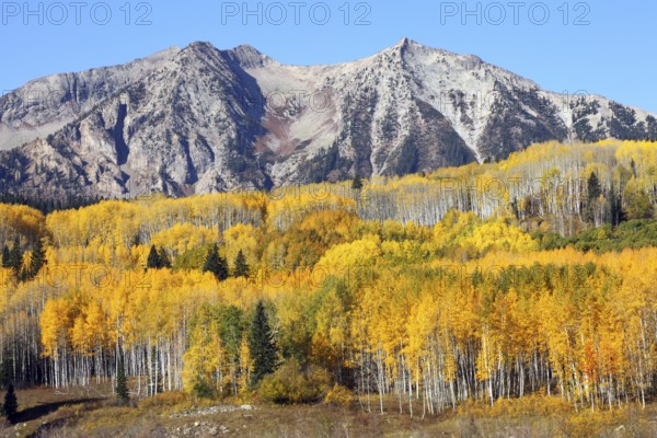 Kebler Pass, Aspen (yellow), Crested Butte, CO, USA, North America