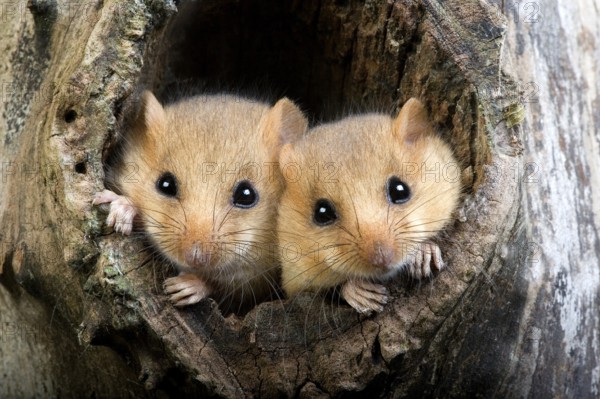 Hazel dormouse (muscardinus avellanarius), pair at nest entrance, Normandy