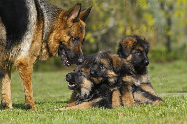 German shepherd dog, mother with puppy in the meadow