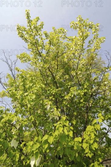 Dove tree (Davidia involucrata var.vilmoriniana), dove tree, Tupelo family (Nyssaceae)