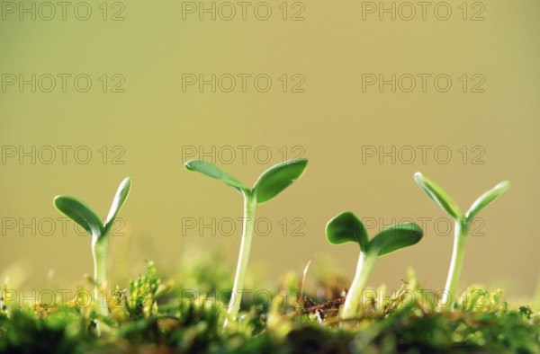 Sunflower seedlings, sprouts