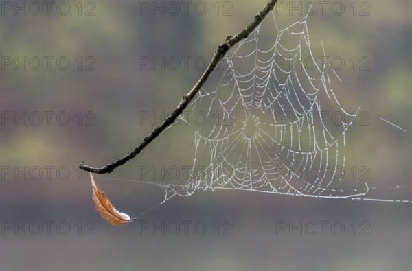 Dew-covered cobweb between a branches of a birch at dawn. Spider web with water drops on a cold