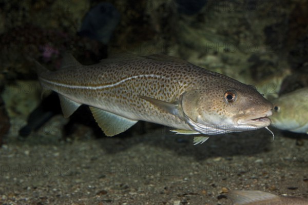 Atlantic Cod (gadus morhua)