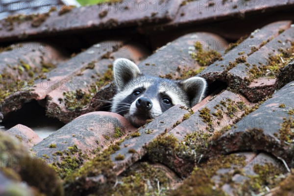 Raccoon (Procyon lotor), invasive species, has taken up residence in the roof truss, Berlin,