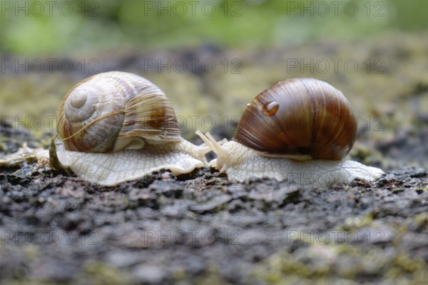 Roman snails