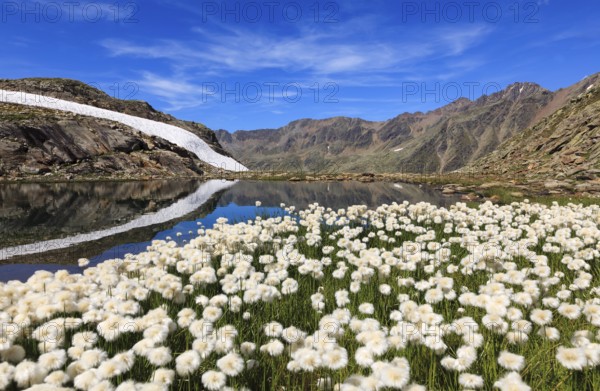 Cotton Grass (Eriophorum sp.) flowers at 2600m in the Oetztal Alps, Timmelsjoch, Tyrolean Oberland,