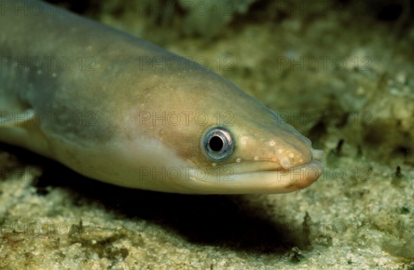 European eel, Anguilla anguilla, Baltic Sea, Germany, Europe