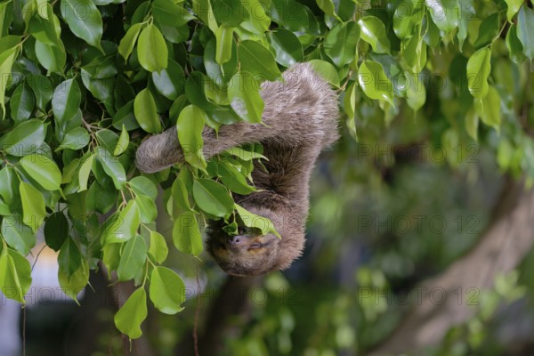 Sloth hanging from branches amid vibrant green leaves, portraying a tranquil nature scene,