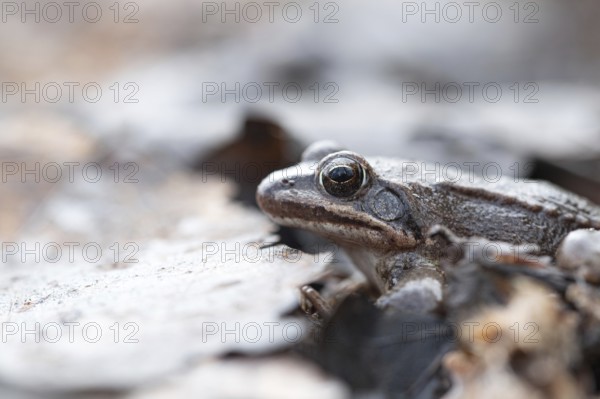 Agile frog (Rana dalmatina), male from the side on the forest floor, Rhine-Erft district, North
